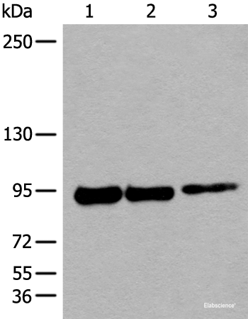 Western blot analysis of 293T cell lysates  using PIBF1 Polyclonal Antibody at dilution of 1:250