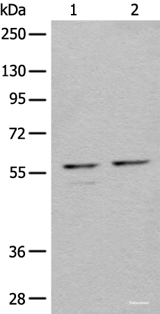 Western blot analysis of 293T cell lysates  using URI1 Polyclonal Antibody at dilution of 1:450