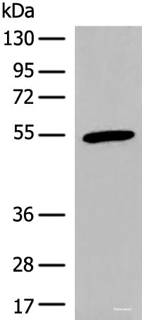 Western blot analysis of Human heart tissue lysate  using CIR1 Polyclonal Antibody at dilution of 1:600