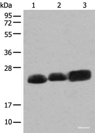 Western blot analysis of Mouse brain tissue Rat brain tissue and Human cerebrum tissue lysates  using CEND1 Polyclonal Antibody at dilution of 1:500