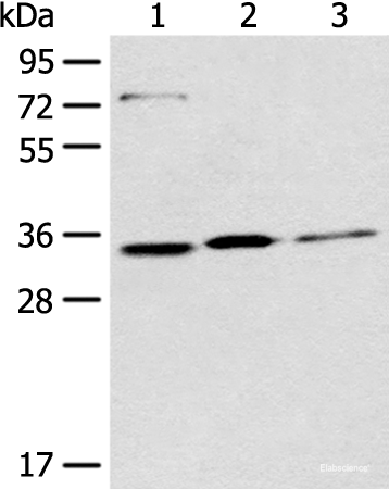 Western blot analysis of 293T Hela and A431 cell lysates  using MORF4L2 Polyclonal Antibody at dilution of 1:500