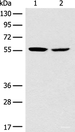 Western blot analysis of Mouse brain tissue NIH/3T3 cell lysates  using CORO2B Polyclonal Antibody at dilution of 1:1000