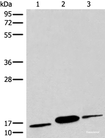 Western blot analysis of Human muscle tissue Human heart tissue Mouse heart tissue lysates  using COX6A2 Polyclonal Antibody at dilution of 1:450