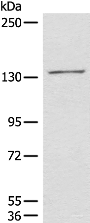 Western blot analysis of 231 cell lysate  using HIPK2 Polyclonal Antibody at dilution of 1:850