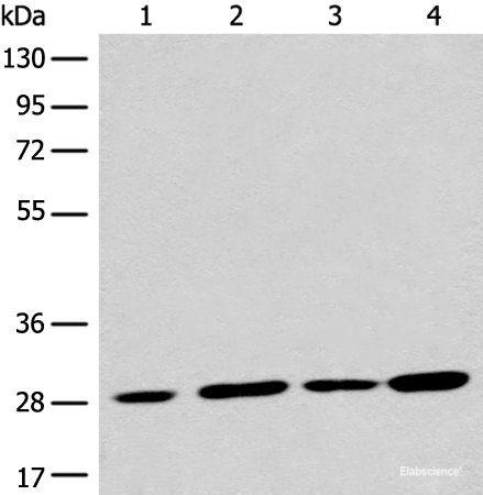 Western blot analysis of 293T cell lysates  using PNPO Polyclonal Antibody at dilution of 1:700