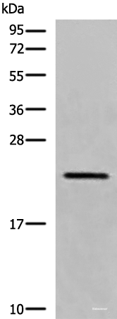 Western blot analysis of RAW264.7 cell lysate  using CREG1 Polyclonal Antibody at dilution of 1:550