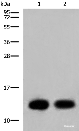 Western blot analysis of Mouse heart tissue and Human heart tissue lysates  using COX6C Polyclonal Antibody at dilution of 1:800