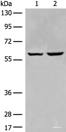 Western blot analysis of HEPG2 and Jurkat cell lysates  using EBF2 Polyclonal Antibody at dilution of 1:650