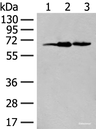 Western blot analysis of 293T cell lysates  using EXOSC9 Polyclonal Antibody at dilution of 1:400