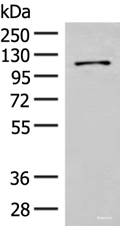 Western blot analysis of Hela cell lysate  using FANCB Polyclonal Antibody at dilution of 1:550