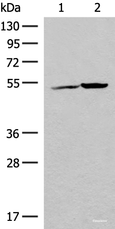 Western blot analysis of K562 cell and Human heart tissue lysates  using FECH Polyclonal Antibody at dilution of 1:500