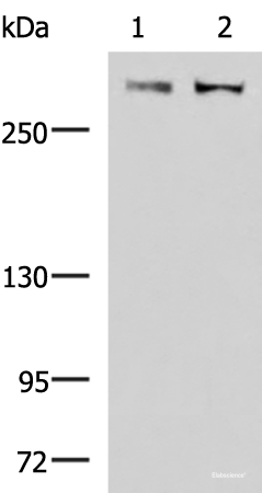 Western blot analysis of A172 and NIH/3T3 cell lysates  using FLNC Polyclonal Antibody at dilution of 1:800