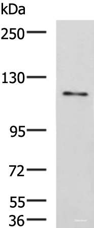 Western blot analysis of LO2 cell lysate  using FNIP2 Polyclonal Antibody at dilution of 1:1000