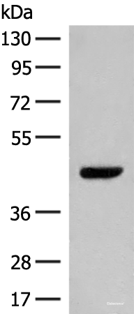 Western blot analysis of NIH/3T3 cell lysate  using GPR52 Polyclonal Antibody at dilution of 1:400