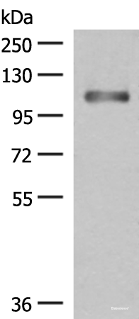 Western blot analysis of Human fetal liver tissue lysate  using GRIPAP1 Polyclonal Antibody at dilution of 1:550