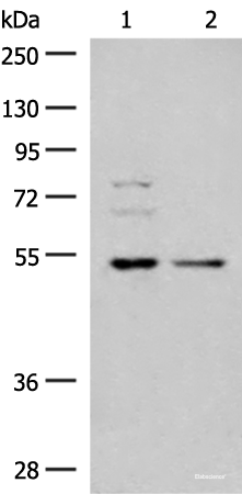 Western blot analysis of 293T and Jurkat cell lysates  using GRSF1 Polyclonal Antibody at dilution of 1:300