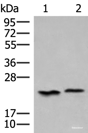 Western blot analysis of 293T cell lysates  using HEBP1 Polyclonal Antibody at dilution of 1:450