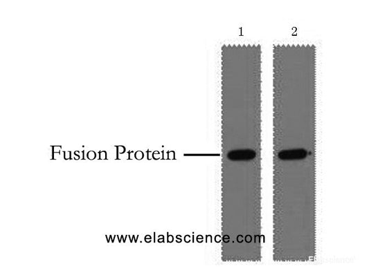 Western Blot analysis of 0.5ug GST fusion protein using GST-Tag Monoclonal Antibody at dilution of 1) 1:5000 2) 1:10000.