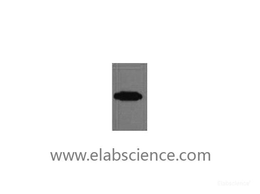 Western Blot analysis of recombinant RFP protein using RFP-Tag Monoclonal Antibody at dilution of 1:10000.