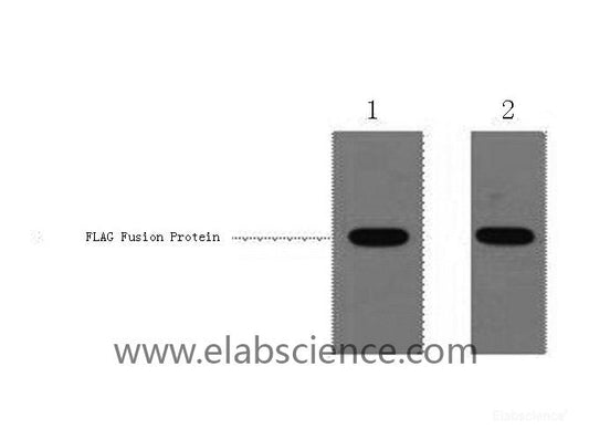 Western Blot analysis of 1ug Flag fusion protein using Flag-Tag Polyclonal Antibody at dilution of 1:1000.