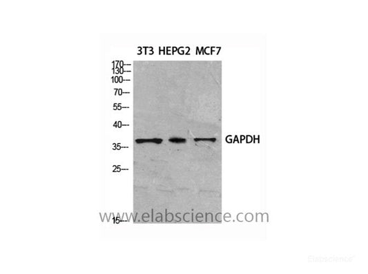 Western Blot analysis of various cells using GAPDH Polyclonal Antibody at dilution of 1:2000.