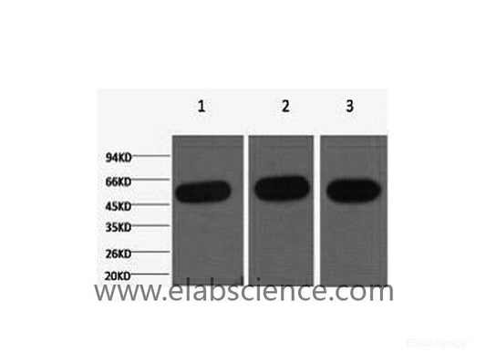 Western Blot analysis of 1) Hela, 2) Mouse kidney, 3) Rat heart using beta Tubulin Monoclonal Antibody at dilution of 1:5000.