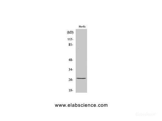 Western Blot analysis of HuvEc cells with Phospho-HSP27 (Ser82) Polyclonal Antibody at dilution of 1:1000