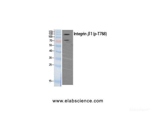 Western Blot analysis of HeLa extracts of mitotic cells generated by treatment with Phospho-ITGB1 (Thr788) Polyclonal Antibody