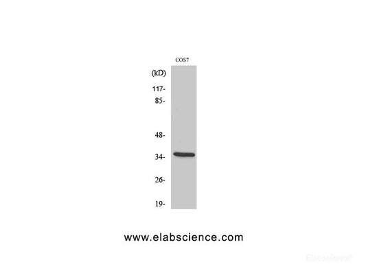 Western Blot analysis of COS-7 cells with Phospho-IkB alpha (Ser32/S36) Polyclonal Antibody