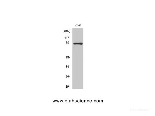 Western Blot analysis of COS-7 cells with Phospho-Stat1 (Tyr701) Polyclonal Antibody at dilution of 1:1000