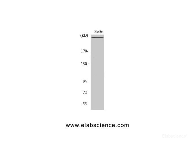 Western Blot analysis of HuvEc cells using Phospho-FLNA (Ser2152) Polyclonal Antibody at dilution of 1:2000