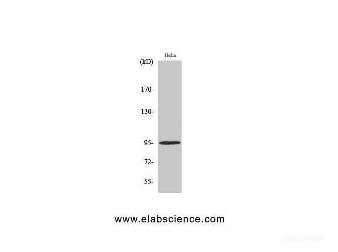 Western Blot analysis of Hela cells with Phospho-Glucocorticoid Receptor (Ser211) Polyclonal Antibody