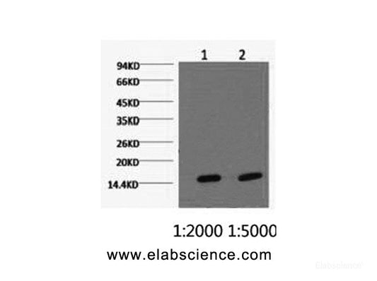 Western Blot analysis of Hela cells using COX4I1 Monoclonal Antibody at dilution of 1) 1:2000 2) 1:5000.