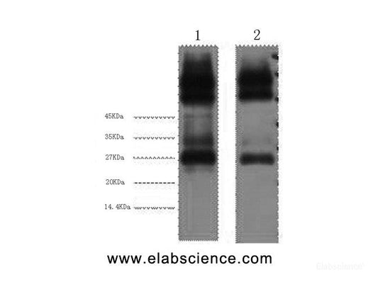 Western Blot analysis of 1) Mouse spleen 2) Rat spleen using EFHD1 Monoclonal Antibody at dilution of 1:3000.
