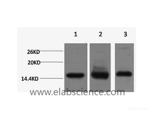 Western Blot analysis of 1) Hela, 2) RAW264.7, 3) Rat testis using Histone H3 Monoclonal Antibody at dilution of 1:1000.