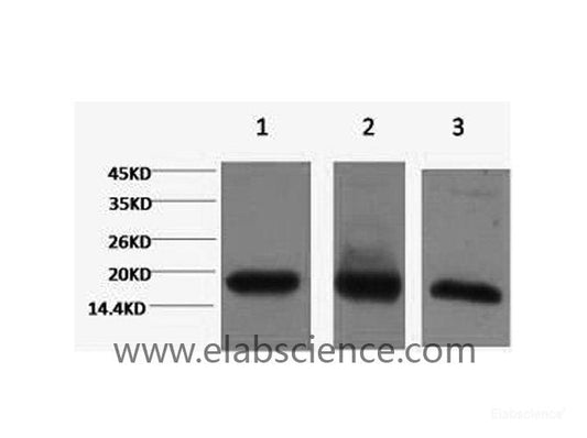 Western Blot analysis of 1) Hela, 2) RAW264.7, 3) Rat testis using Histone H3 Monoclonal Antibody at dilution of 1:2000.
