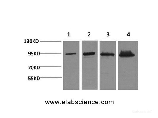 Western Blot analysis of 1) Hela, 2) 293T, 3) Mouse liver, 4) Rat liver with Catenin beta Monoclonal Antibody