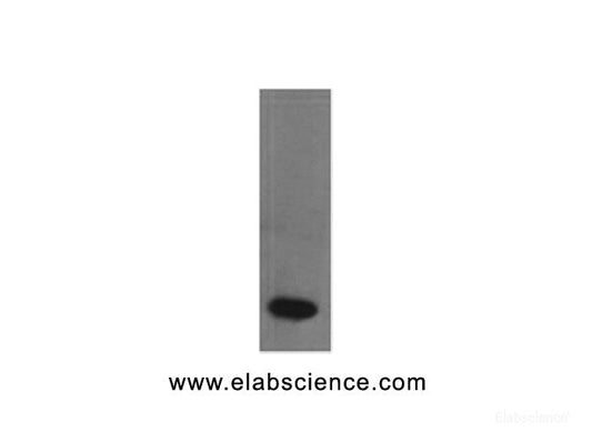 Western Blot analysis of Recombinant human TNF α protein using TNF alpha Monoclonal Antibody at dilution of 1:2000.