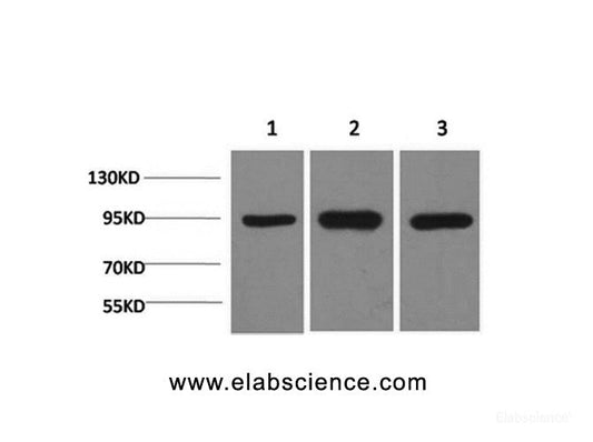 Western Blot analysis of 1) Hela, 2)Mouse brain, 3) Rat brain using HSP90 alpha Monoclonal Antibody at dilution of 1:2000.