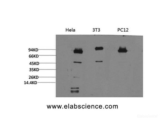 Western Blot analysis of 1) Hela, 2)3T3, 3) PC-12 cells using STAT3 Monoclonal Antibody at dilution of 1:2000.