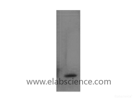 Western Blot analysis of Recombinant Human TNF a Protein using TNF alpha Monoclonal Antibody at dilution of 1:2000.