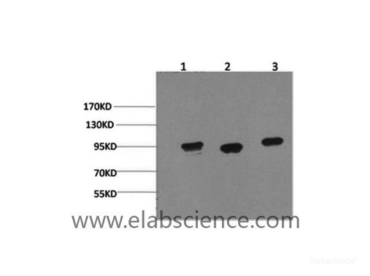 Western Blot analysis of 1) Hela, 2) Mouse brain, 3) Rat brain using HSP90 alpha Monoclonal Antibody at dilution of 1:2000.