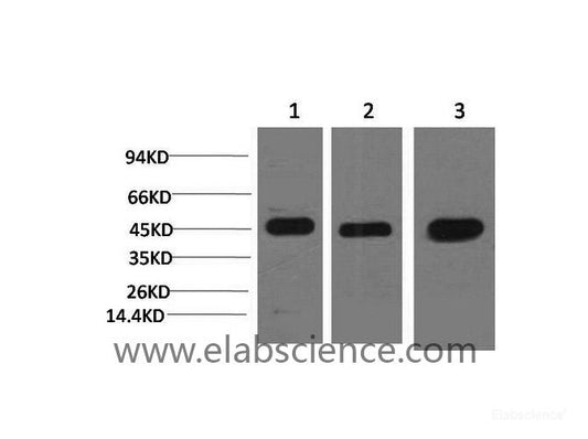 Western Blot analysis of 1) Hela, 2) 3T3, 3) Rat brain using MAP2K2 Monoclonal Antibody at dilution of 1:2000.