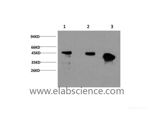Western Blot analysis of 1) Hela, 2) 3T3, 3) Rat brain using GSK3 beta Monoclonal Antibody at dilution of 1:1000.