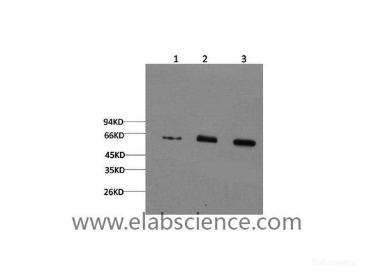 Western Blot analysis of 1) Hela, 2) Mouse brain , 3) Rat brain using AMPK alpha1 Monoclonal Antibody at dilution of 1:2000.