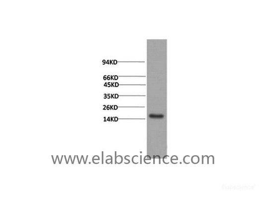 Western Blot analysis of Human serum using TTR Monoclonal Antibody at dilution of 1:2000.