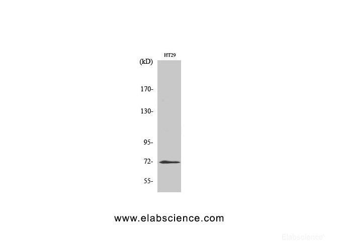 Western Blot analysis of HT-29 cells with ABCG2 Polyclonal Antibody.