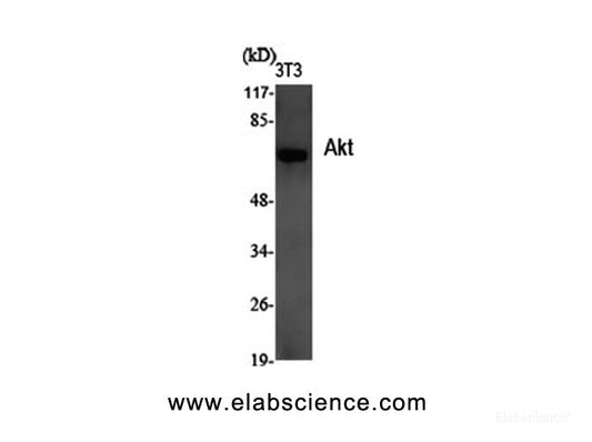 Western Blot analysis of 3T3 cells using Pan-Akt Polyclonal Antibody at dilution of 1:2000.