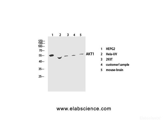 Western Blot analysis of various cells using Pan-Akt Polyclonal Antibody at dilution of 1:1000.