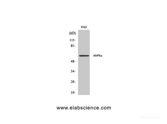 Western Blot analysis of K562 cells using AMPK alpha1/2 Polyclonal Antibody at dilution of 1:500.